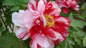 Путешествие в страну древовидных пионов