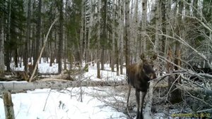 Лоси на осиновой прикормке