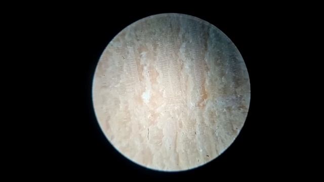 МИКРОСКОП! Маска под микроскопом! смотреть онлайн