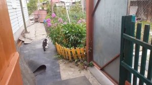 сезон охоты открыт. кот в деле. воробьи атаковали огород