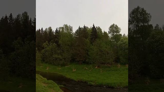 Ловля голавля на малой речке спиннингом. смотреть онлайн