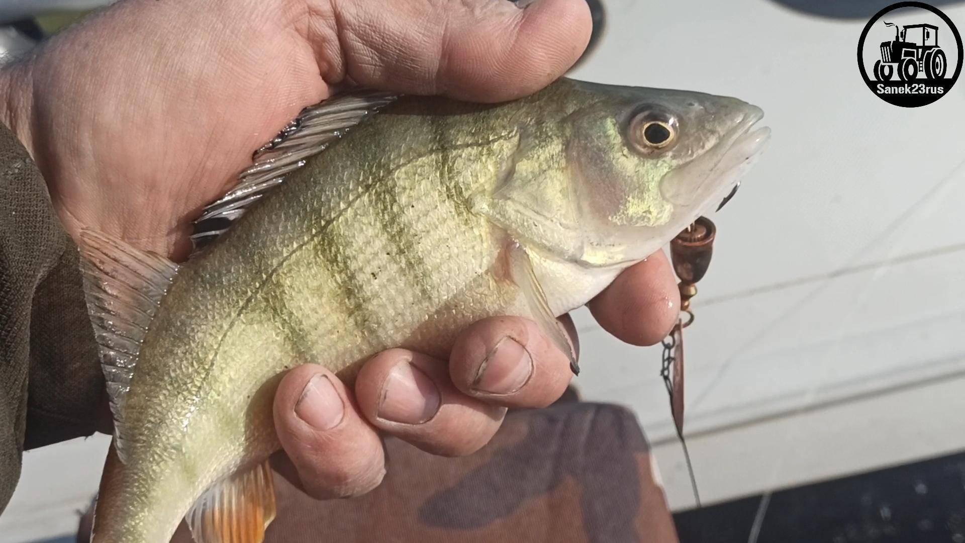 рыбалка на "АВОСЬ" лиман Горький (#Фсёпро100) смотреть онлайн