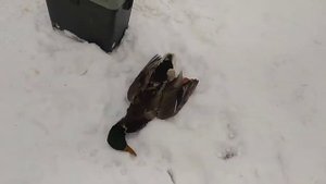 Мой рабочий пес