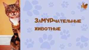 ЗаМУРчательные животные