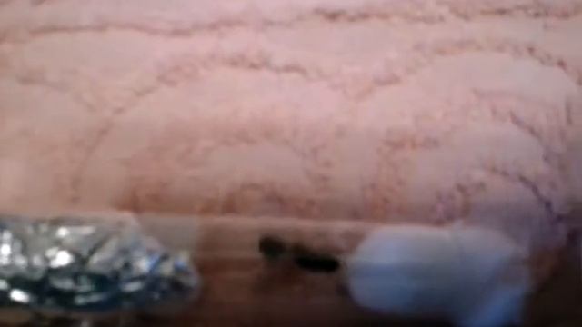 Antblog messor structor первый день после покупки смотреть онлайн