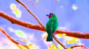 4K Животные и дикая природа HDR 4K Video Ultra Видео