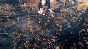 Приехали с тайником ловить птичек  ))