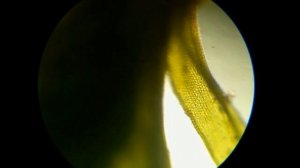 Часть 1. Микроскоп Биолам Р11, увеличение 80.