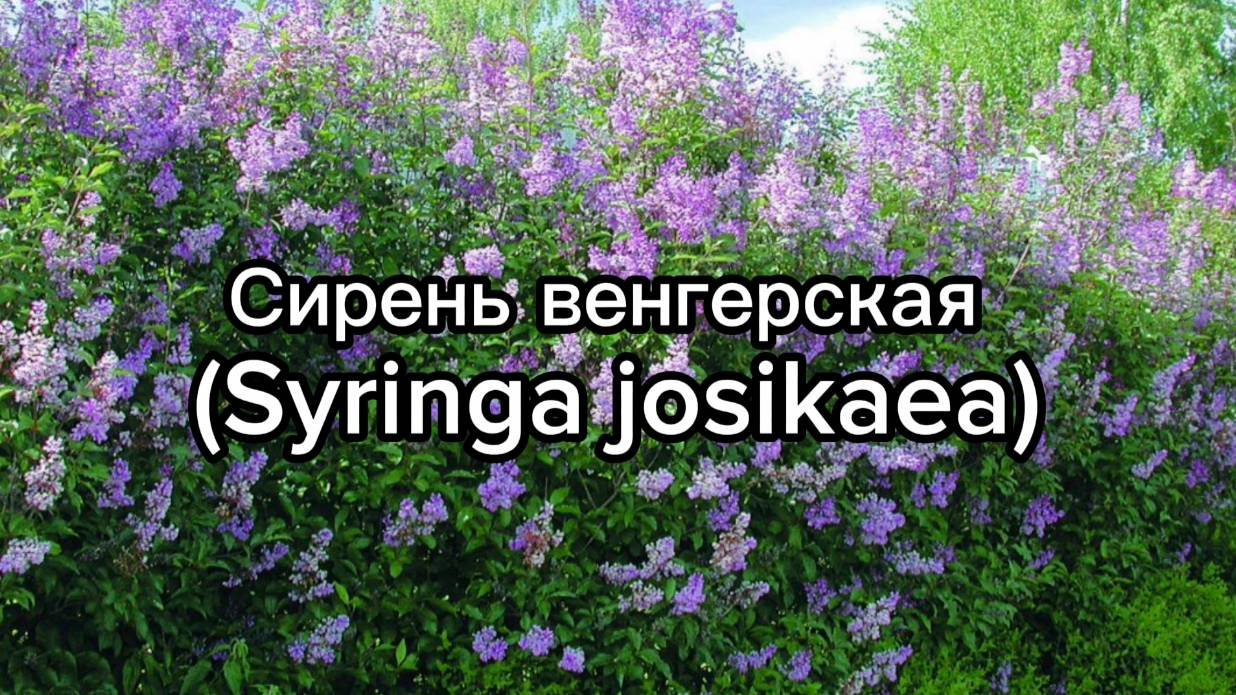 сирень