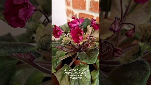 ЕК-Лампа Желаний. Цветы-колокольчики бархатного красного цвета и кроновая яркая пестролистность