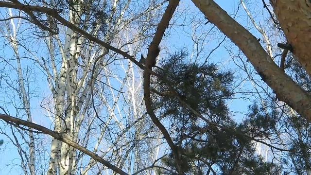 Самый короткий путь к столу. 😀 #белка #путь смотреть онлайн