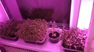 Как подключить фитолампу, чтобы она сама загоралась и гасла по времени