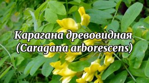 Карагана