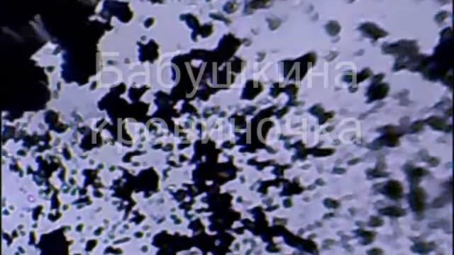 Мироскоп: мир через микроскоп. - часть II.