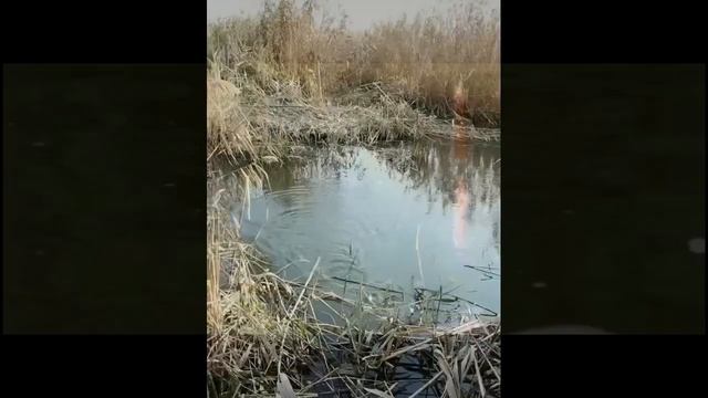 ТОП 10 поклевок на поплывок смотреть онлайн