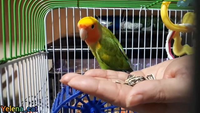 Как Приручить Попугая к рукам !!! День 1 . How To Hand Tame A Parrot , Day 1 !