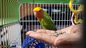 Как Приручить Попугая к рукам !!! День 1 . How To Hand Tame A Parrot , Day 1 !