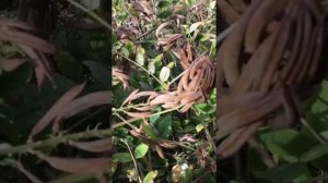 Астрагал сладколистный в почти полной фазе созревания семян  стручков  и скарификация семян растения