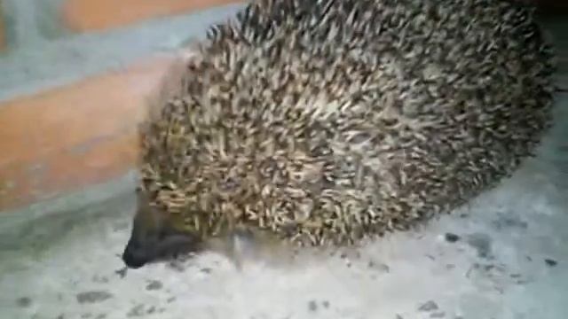 Ко мне пришёл ёжик смотреть онлайн