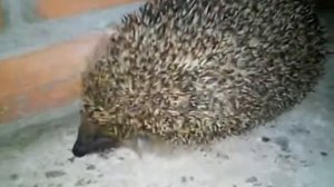 Ко мне пришёл ёжик