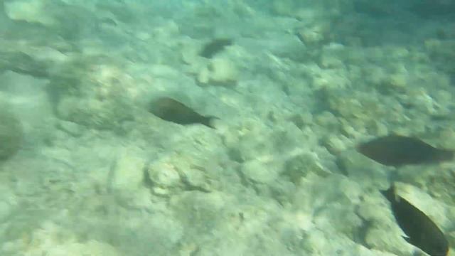 Заливчик мелководье красивая рыбка смотреть онлайн