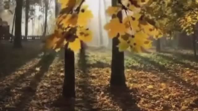 Настроение - Добра и Мира #настроение #добрыйдень #день #красиваявидеооткрытка