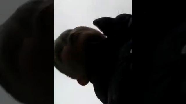 Гуляем по Тосно смотреть онлайн