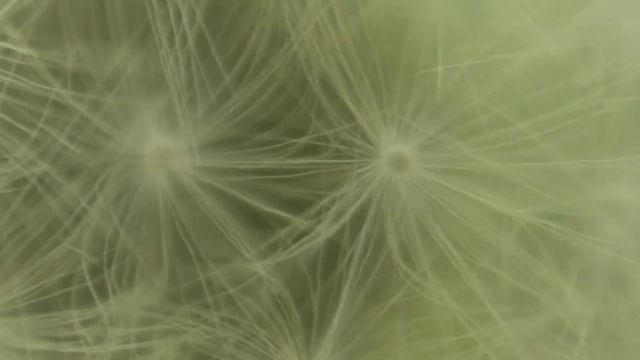 ОДУВАНЧИК - видео увеличение больше 10 раз! zoom 10x, макросъёмка