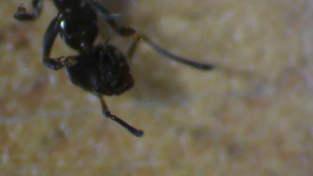 Муравьи_2 смотреть онлайн