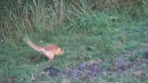 лиса летом охотится на грызунов
