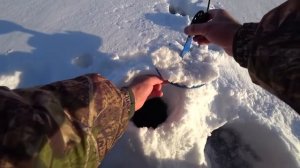 Как ловит леща зимой