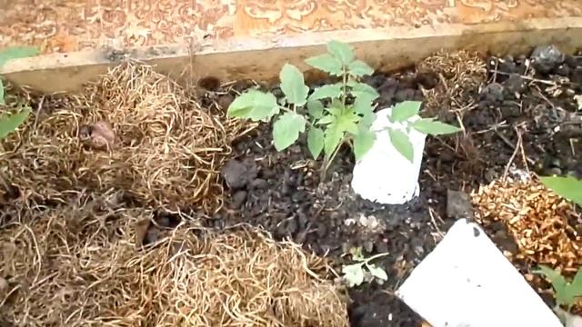 Рассада томатов, огурцов в теплице смотреть онлайн