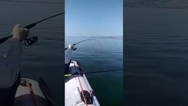 Крупная рыба Киннерета. смотреть онлайн