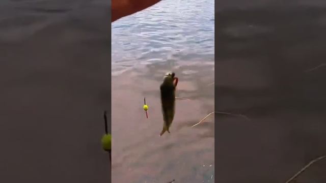 Окунь Матросик #санктпетербург #fishing #рыбалка #клюет #рыба #2024 #лето #рыбалкаскомфортом #