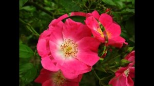 ROSA LUPO