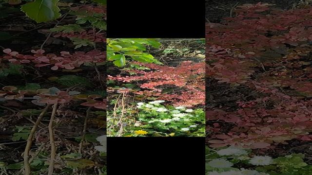 1000032166.mp4