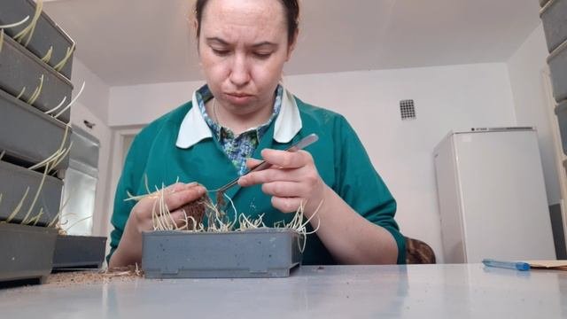 определение всхожести семян/снятие состояния покоя образца/архив