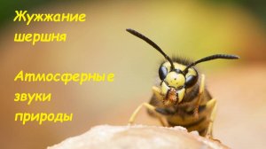 Звук жужжания шершня. Жужжание шершня. Звуки природы