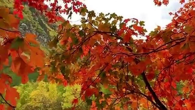 Настроение - Передаю Приветы #настроение #добрыйдень #день #красиваявидеооткрытка