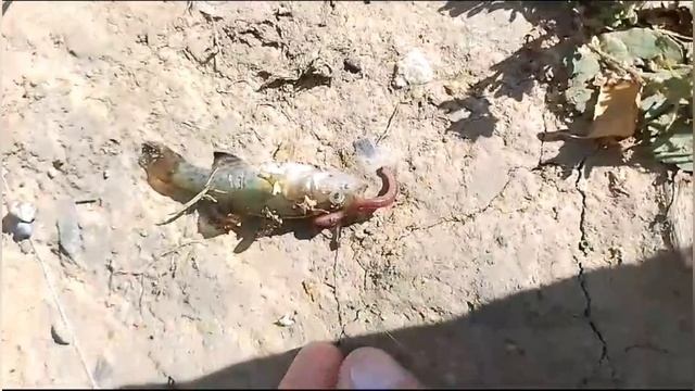 Мышь на рыбалке @ Крылов басня "Демьянова уха" смотреть онлайн