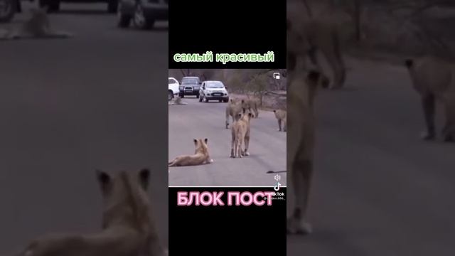Самый красивый блок пост смотреть онлайн