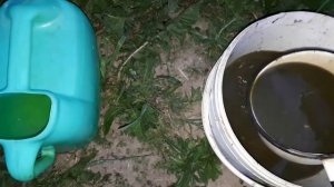 Жидкое зеленое удобрение. Бесплатное! Самая лучшая подкормка для дохлых перцев )