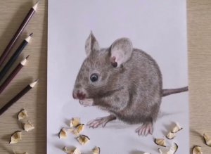 Мышка цветными карандашами.