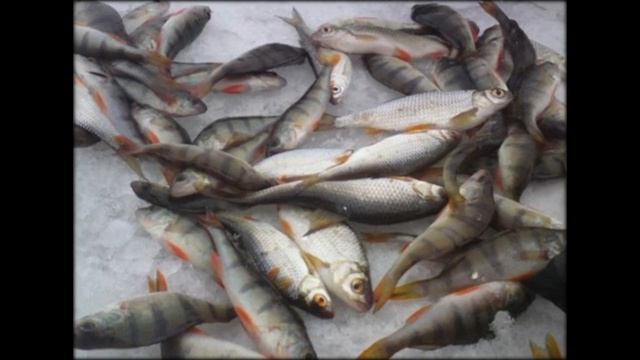 ловля крупной рыбы смотреть онлайн