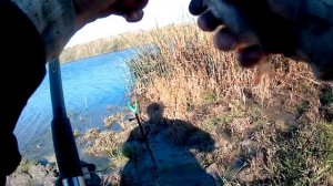 плотва на фидер осенью