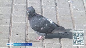 Советы вологжанам: стоит ли подкармливать зимой городских птиц