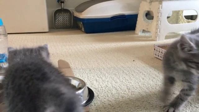 KittyKapers Ep. 4 - kitten loops смотреть онлайн