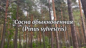 сосна