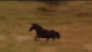 К 80 летию Владимира Семёновича Высоцкого. Привередливые кони.