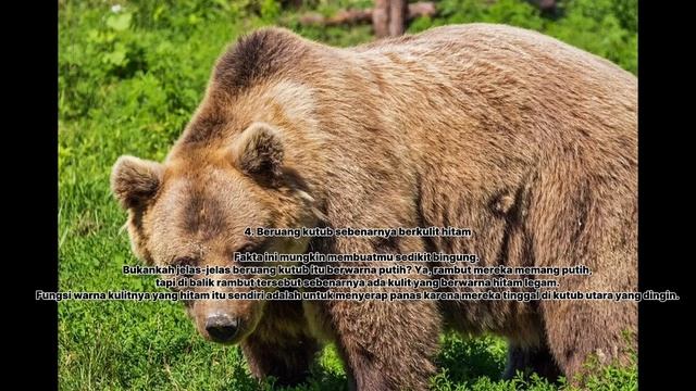 8 Fakta Unik Tentang Beruang yang Gak Banyak Diketahui смотреть онлайн